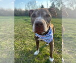 Small #6 American Pit Bull Terrier Mix