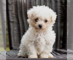 Bichon Frise Puppy for sale in HONEY BROOK, PA, USA