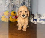 Small #18 Goldendoodle mix (+ Poodle Miniature)