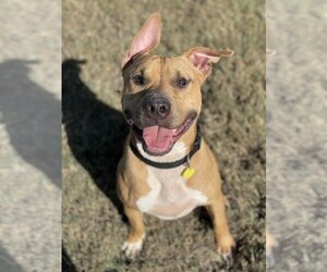 American Pit Bull Terrier-Unknown Mix Dogs for adoption in Denton, TX, USA