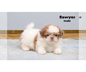 Shih Tzu Puppy for Sale in CLARE, Michigan USA