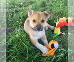 Small Australian Kelpie-Golden Retriever Mix