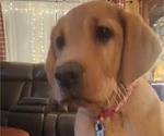 Small Photo #37 Labrador Retriever Puppy For Sale in BUFFALO, NY, USA