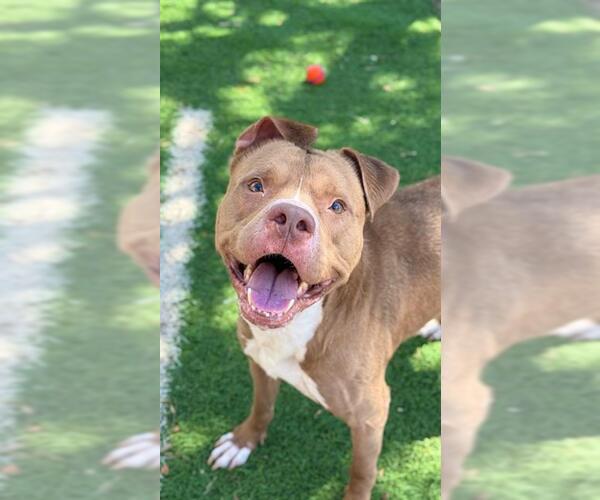 Medium Photo #1 Staffordshire Bull Terrier Puppy For Sale in Sugar Land, TX, USA