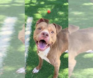 Staffordshire Bull Terrier Dogs for adoption in Sugar Land, TX, USA