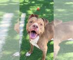 Small Staffordshire Bull Terrier
