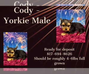Yorkshire Terrier Puppy for sale in AZLE, TX, USA