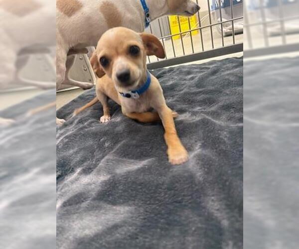 Medium Photo #1 Chihuahua Puppy For Sale in San Martin, CA, USA