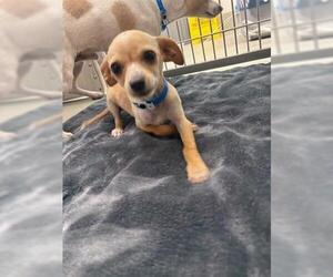 Chihuahua Dogs for adoption in San Martin, CA, USA