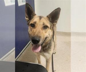 German Shepherd Dog Dogs for adoption in Bakersfield, CA, USA