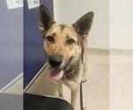 Small German Shepherd Dog