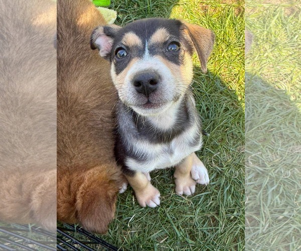 Medium Photo #5 Australian Terrier-German Shepherd Dog Mix Puppy For Sale in Duluth, MN, USA