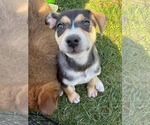 Small #4 Australian Terrier-German Shepherd Dog Mix