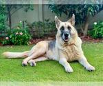Small #3 German Shepherd Dog Mix