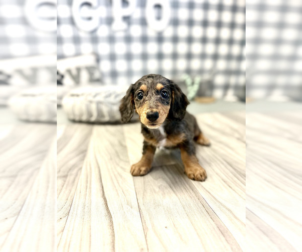 Medium Photo #5 Dachshund Puppy For Sale in MARIETTA, GA, USA