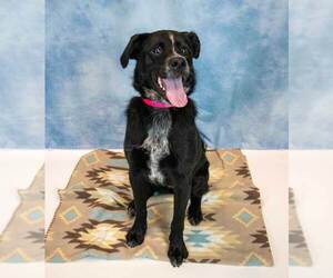 Korra - Female Labrador Retriever-Unknown Mix Dog for Adoption - Photo #3