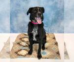 Small Photo #3 Labrador Retriever-Unknown Mix Puppy For Sale in Kennesaw, GA, USA