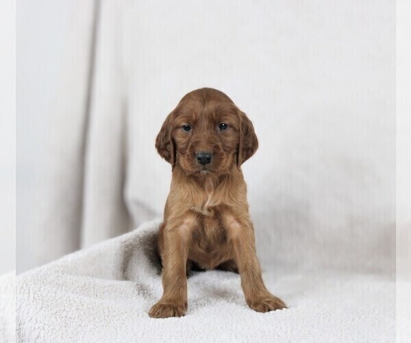 Medium Photo #2 Irish Setter Puppy For Sale in GOSHEN, IN, USA