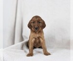 Small Photo #2 Irish Setter Puppy For Sale in GOSHEN, IN, USA