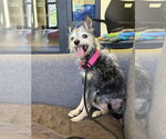 Small #1 Chihuahua Mix