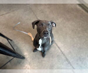 American Pit Bull Terrier-Unknown Mix Dogs for adoption in Tavares, FL, USA