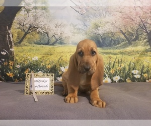 Bloodhound Puppy for sale in KENBRIDGE, VA, USA