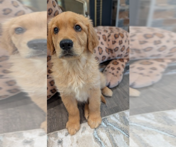 Medium Photo #12 Golden Retriever Puppy For Sale in SACRAMENTO, CA, USA