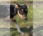 Small Photo #10 Catahoula Leopard Dog-Mountain Cur Mix Puppy For Sale in Ridgefield, CT, USA