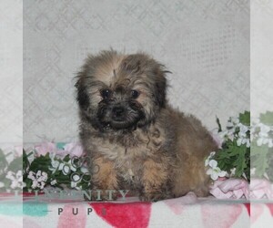 Zuchon Puppy for sale in RISING SUN, MD, USA