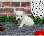 Small #1 West Highland White Terrier