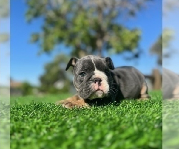 Medium Photo #6 English Bulldog Puppy For Sale in ATLANTA, GA, USA