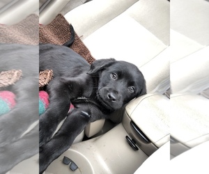 Labrador Retriever Puppy for sale in CLACKAMAS, OR, USA