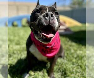 Medium American Pit Bull Terrier