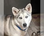 Small #2 Siberian Husky