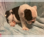 Small Photo #9 English Bulldog Puppy For Sale in HAMDEN, CT, USA