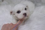 Small #3 Pekingese-Poodle (Toy) Mix