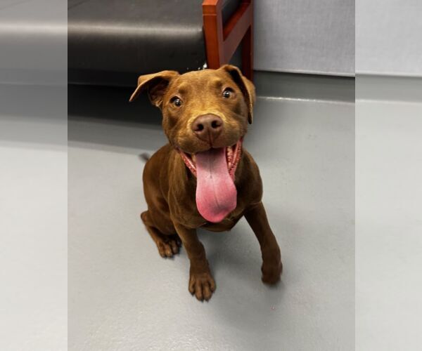 Medium Photo #1 Labrador Retriever-Unknown Mix Puppy For Sale in Hilton Head, SC, USA