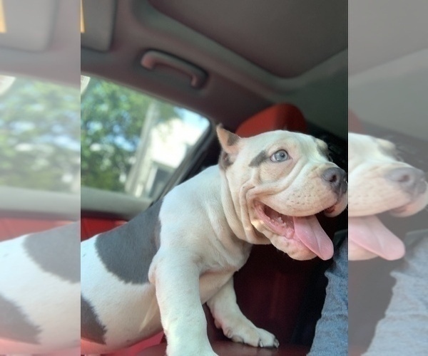 Medium Photo #1 American Bully Puppy For Sale in COLLEGE PARK, MD, USA