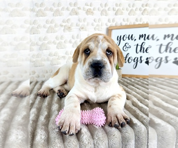 Medium Photo #2 Cocker-Pei Puppy For Sale in GREENFIELD, IN, USA