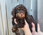 Puppy Twix Phantom Poodle (Miniature)