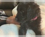 Puppy Raya Puppy 3 Goldendoodle (Miniature)