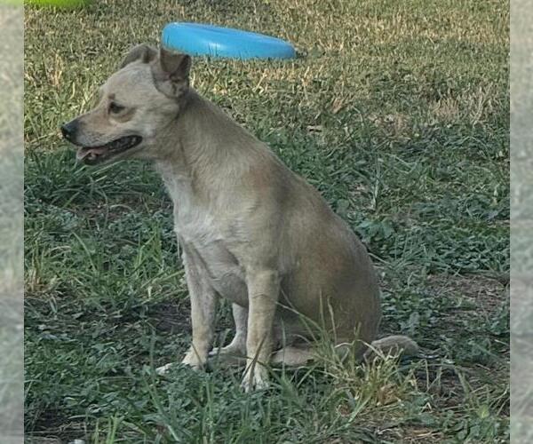 Medium Photo #1 Chihuahua-Unknown Mix Puppy For Sale in San Antonio, TX, USA