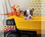 Small Photo #7 Chihuahua Puppy For Sale in NEWVILLE, PA, USA