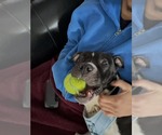 Small #5 American Pit Bull Terrier-American Staffordshire Terrier Mix