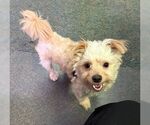 Small Mutt