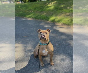 American Bulldog-Unknown Mix Dogs for adoption in Derwood, MD, USA
