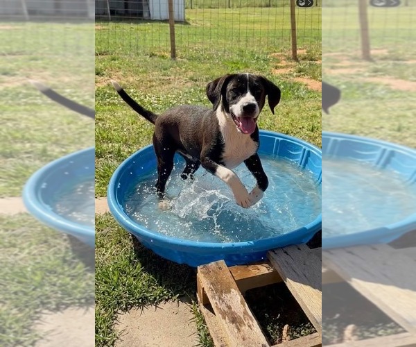 Medium Photo #1 Labrador Retriever-Unknown Mix Puppy For Sale in Holly Springs, NC, USA