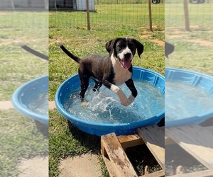 Labrador Retriever-Unknown Mix Dogs for adoption in Holly Springs, NC, USA