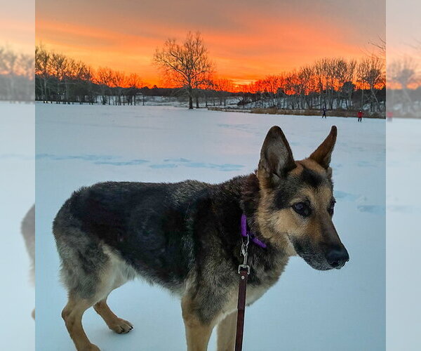 Medium Photo #10 German Shepherd Dog Puppy For Sale in Millburn, NJ, USA