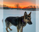 Small #9 German Shepherd Dog